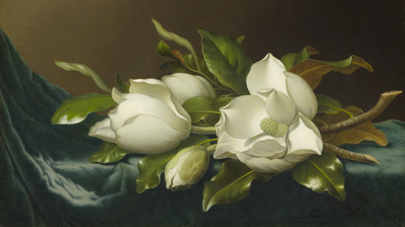 Magnolias on Light Blue Velvet Cloth by Martin Johnson Heade, cropped to fit 16:9